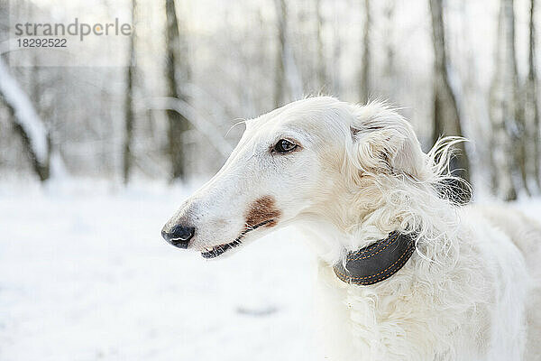 Weißer Windhund im Winterwald