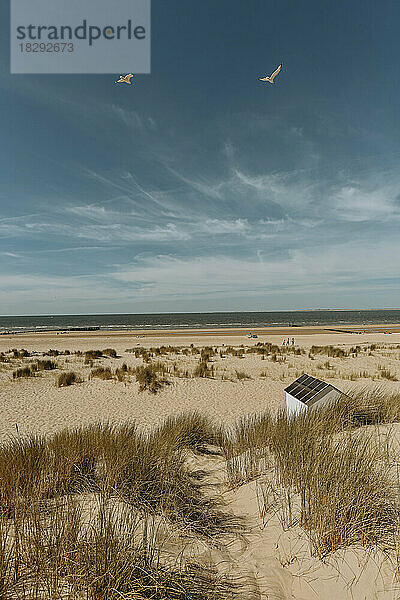 Niederlande  Zeeland  Groede  Sandstrand im Sommer mit klarer Horizontlinie über dem Meer im Hintergrund