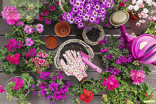 Various pink summer flowers cultivated in wicker baskets and terracotta flower pots
