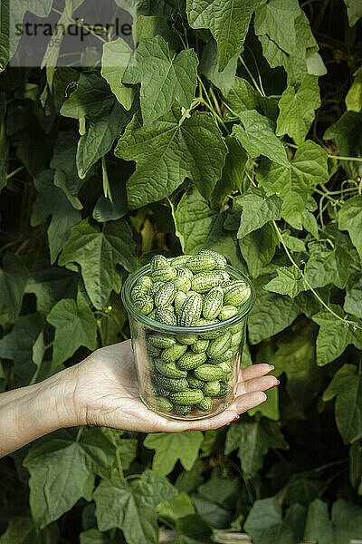 Hand einer Frau hält Glas mit frisch gepflückten Cucamelons (Melothria scabra)