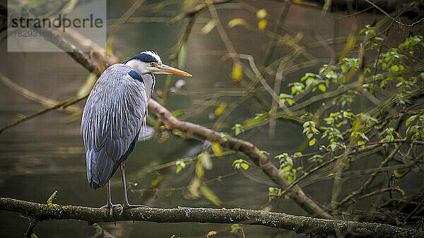 Graureiher (Ardea cinerea) hockt auf einem Ast