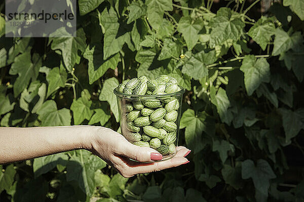 Hand einer Frau  die ein Glas mit frisch gepflückten Cucamelons (Melothria scabra) hält