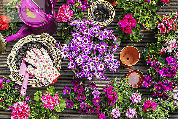 Various pink summer flowers cultivated in wicker baskets and terracotta flower pots