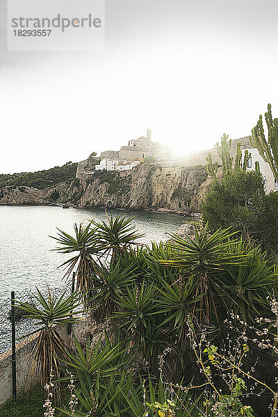 Spanien  Balearen  Ibiza  Küstenstadt bei Sonnenuntergang mit wachsenden Pflanzen im Vordergrund