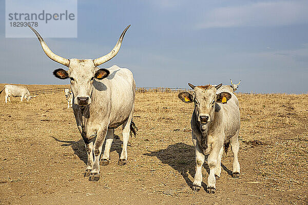 Zwei Maremmana-Kühe schauen neugierig in die Kamera