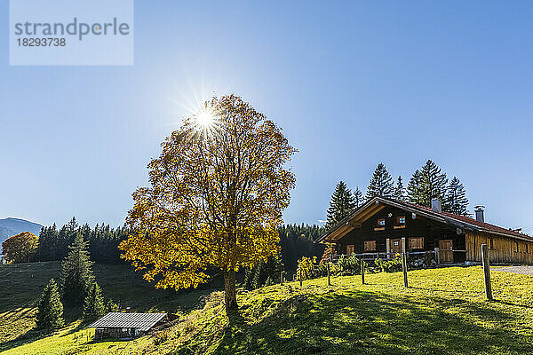 Deutschland  Bayern  Sonne scheint über einem einzelnen Baum  der vor einer abgelegenen Hütte in den bayerischen Alpen wächst