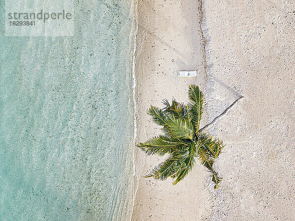 Coconut palm tree on empty beach