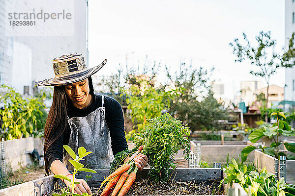 Glückliche Frau erntet Karotten im Stadtgarten