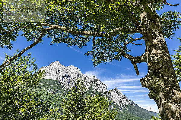 Deutschland  Bayern  Wettersteingebirge im Sommer mit Baum im Vordergrund
