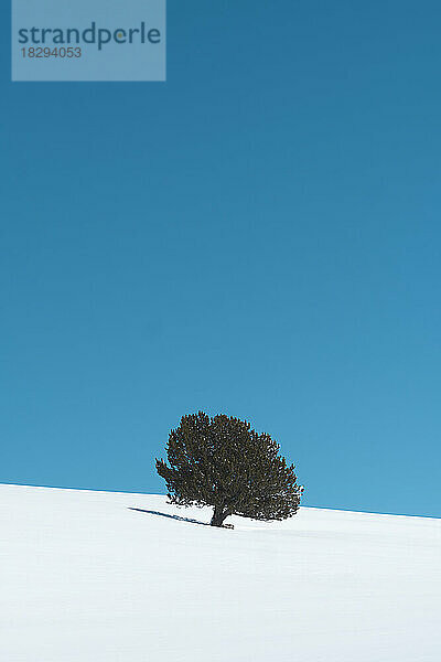 Baum auf schneebedecktem Berg unter blauem Himmel  Katalonien  Spanien