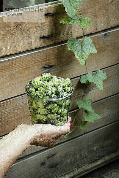 Hand einer Frau  die ein Glas mit frisch gepflückten Cucamelons (Melothria scabra) hält