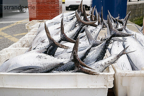 Thunfisch in Containern im Hafen