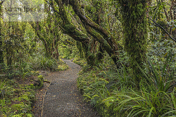 Neuseeland  Nordinsel  Waldwanderweg im Egmont-Nationalpark