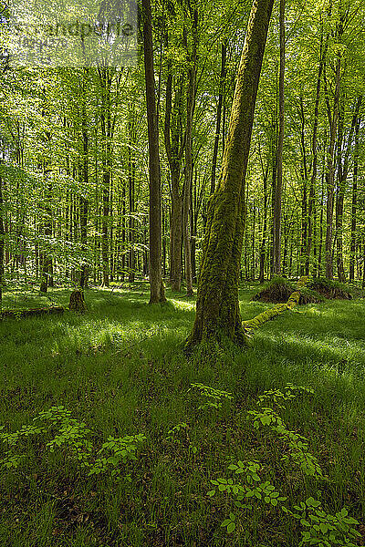 Deutschland  Bayern  Grüner  ruhiger Wald im Frühling