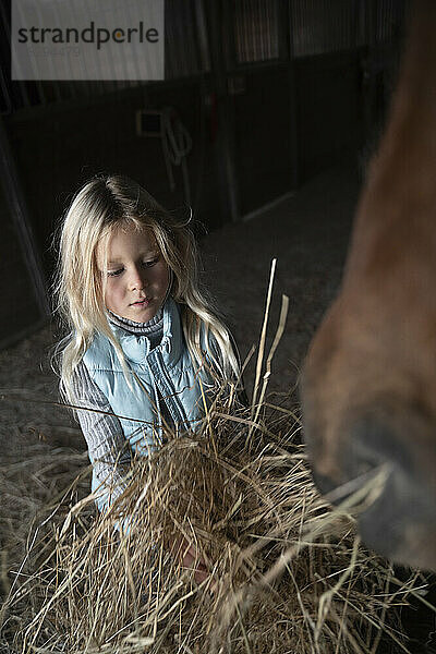 Mädchen füttert Heu an braunes Pferd im Stall