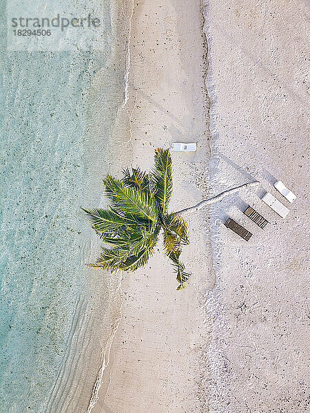 Kokospalme inmitten leerer Liegestühle am Strand
