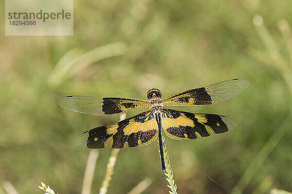Common picture wing (Rhyothemis variegata) perching outdoors
