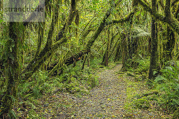 Neuseeland  Südinsel  Fußweg durch üppig grünen gemäßigten Regenwald in der Nähe des Dorfes Fox Glacier