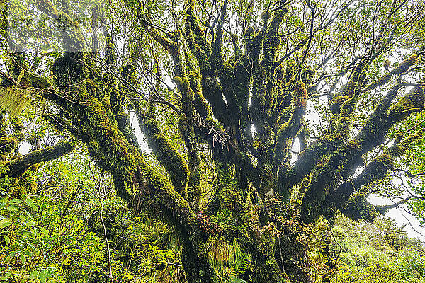 Neuseeland  Nordinsel  moosbedeckter Baum im Egmont-Nationalpark