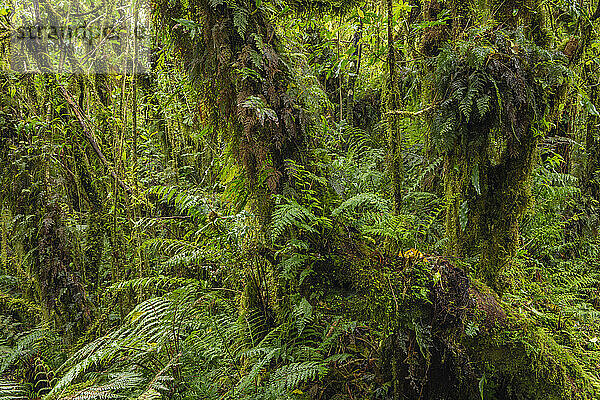Neuseeland  Südinsel  üppiges grünes Laub im Mt. Cook Nationalpark