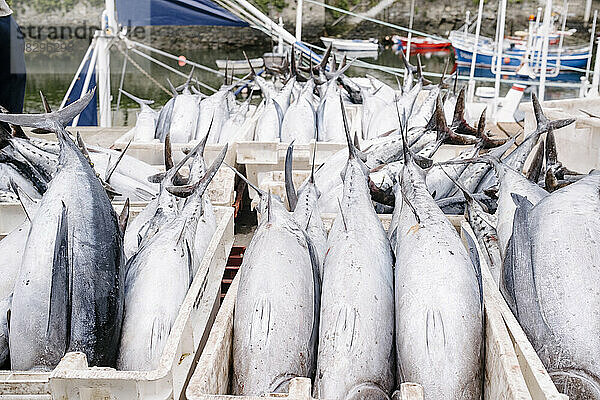 Frischer Thunfisch in Containern im Hafen angeordnet