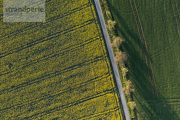 Deutschland  Baden-Württemberg  Luftaufnahme einer Landstraße  die sich im Frühling entlang eines Rapsfeldes erstreckt