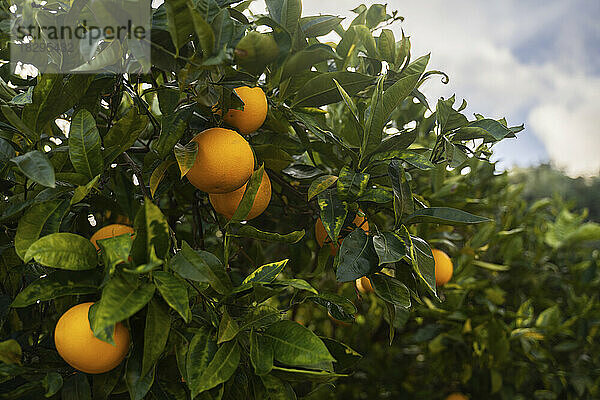 Fresh ripe oranges hanging on tree in orchard