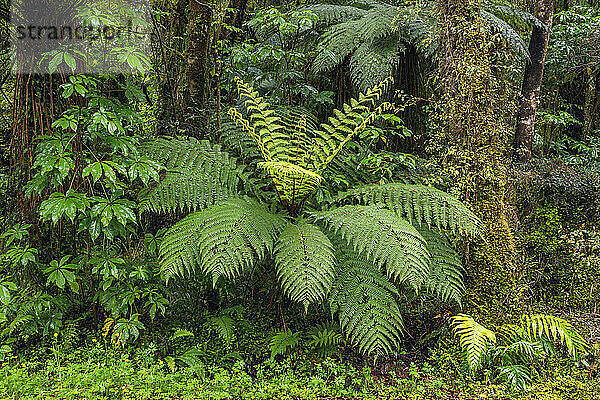 Neuseeland  Südinsel  üppiges grünes Laub im Mt. Cook Nationalpark