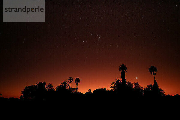 Silhouetten von Palmen  die in der Abenddämmerung vor dem roten Himmel stehen