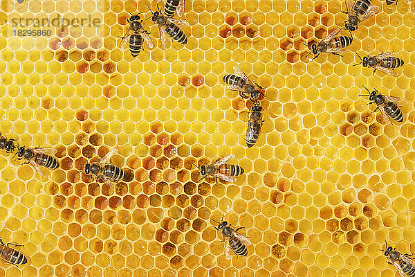 Vollbild von Arbeitsbienen auf einer Wabe
