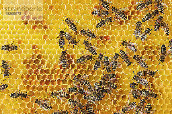 Vollbild von Arbeitsbienen auf einer Wabe