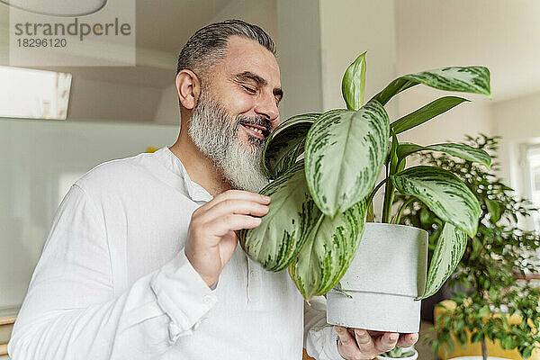 Glücklicher Geschäftsmann mit Pflanze im Büro