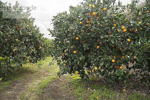 Ripe fresh oranges hanging on tree in farm