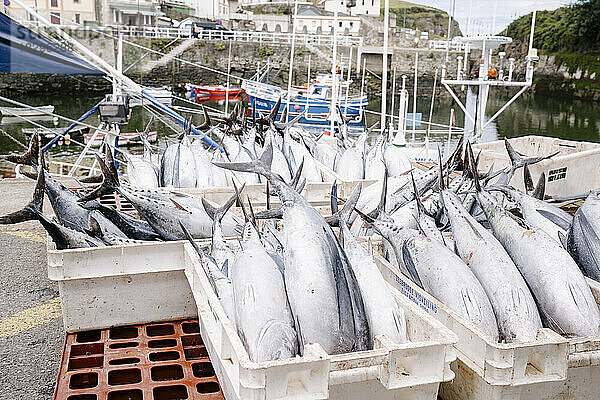 Frischer Thunfisch in Containern im Hafen