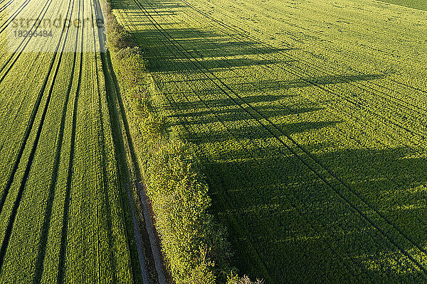 Deutschland  Bayern  Luftaufnahme eines Windschutzes  der sich im Frühling entlang einer grünen Wiese erstreckt