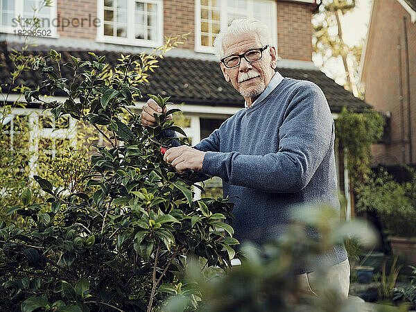 Senior man pruning shrub in his garden