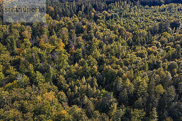 Luftaufnahme des Herbstwaldes im Schurwald-Gebirge