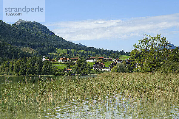 Deutschland  Bayern  Weißensee  Schilf wächst im Weißensee mit Dorf im Hintergrund