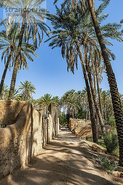 Saudi-Arabien  Al-Ula  Fußweg zwischen Palmen in einer riesigen Wüstenoase
