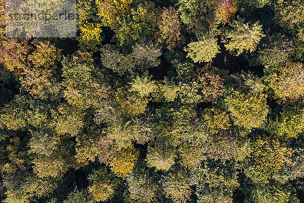 Luftaufnahme des Herbstwaldes im Schurwald-Gebirge