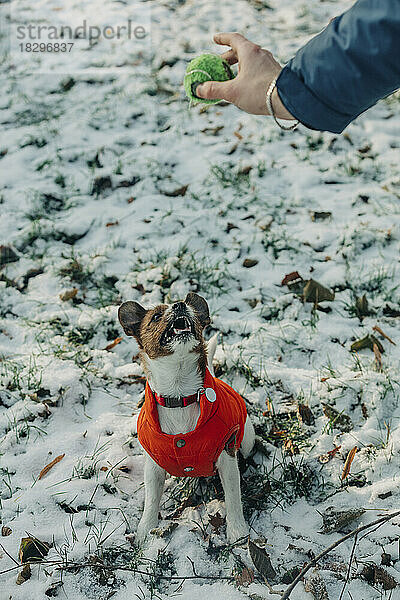 Hund sitzt auf Schnee und schaut auf den vom Besitzer gehaltenen Ball