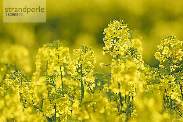 Raps blüht im Frühling