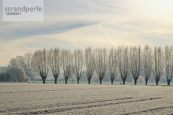 Frostiges Feld mit Weidenbaum-Windschutz im Hintergrund