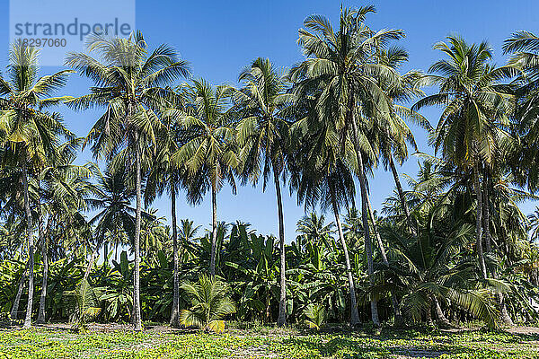 Oman  Dhofar  Salalah  Palmen in einer grünen Oase