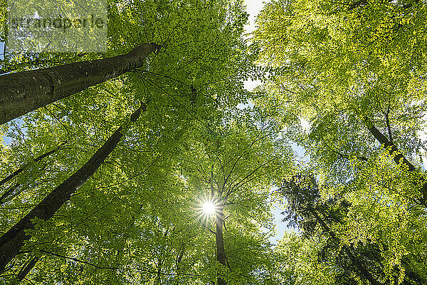 Deutschland  Bayern  Sonne scheint durch die Baumkronen grüner Waldbäume