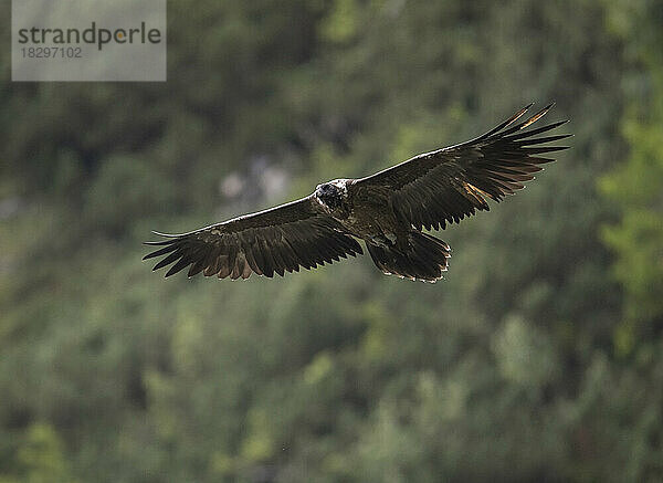 Bearded vulture flying in air with spread wings