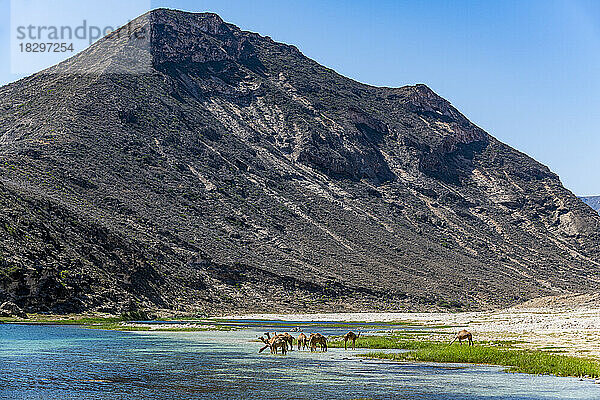 Oman  Dhofar  Salalah  Kamele trinken aus dem Fluss Wadi Ashawq