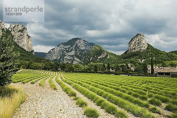 Mittelalterliches Dorf mit Lavendelfeld und Felsen  Saou  Département Drôme  Auvergne-Rhône-Alpes  Provence  Frankreich  Europa