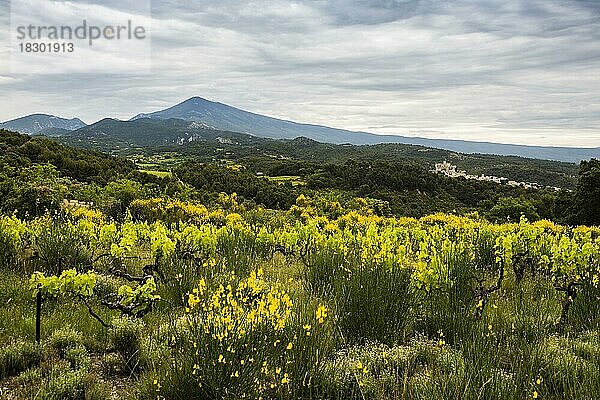 Mittelalterliches Bergdorf und Mont Ventoux  Le Barroux  Dentelles de Montmirail  Département Vaucluse  Provence  Provence-Alpes-Côte dAzur  Frankreich  Europa