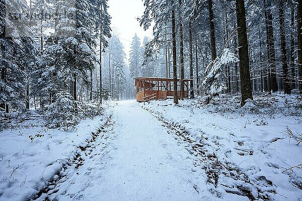 Hütte bei Schnee und Nebel im Wald  Schömberg  Schwarzwald  Deutschland  Europa